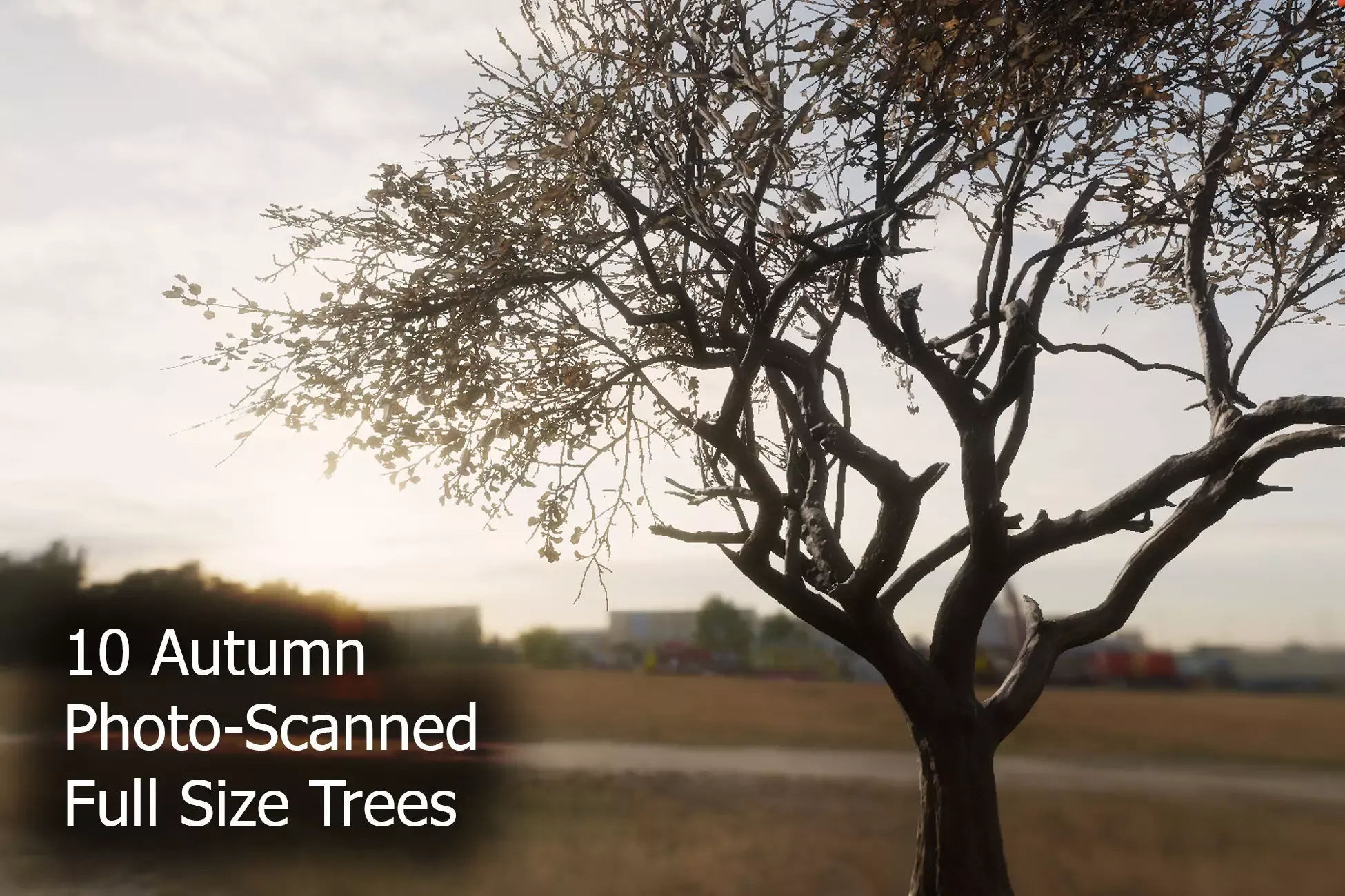 10 Autumn Photo-Scanned Full Size Trees