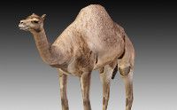 Arabian Camel - Animated