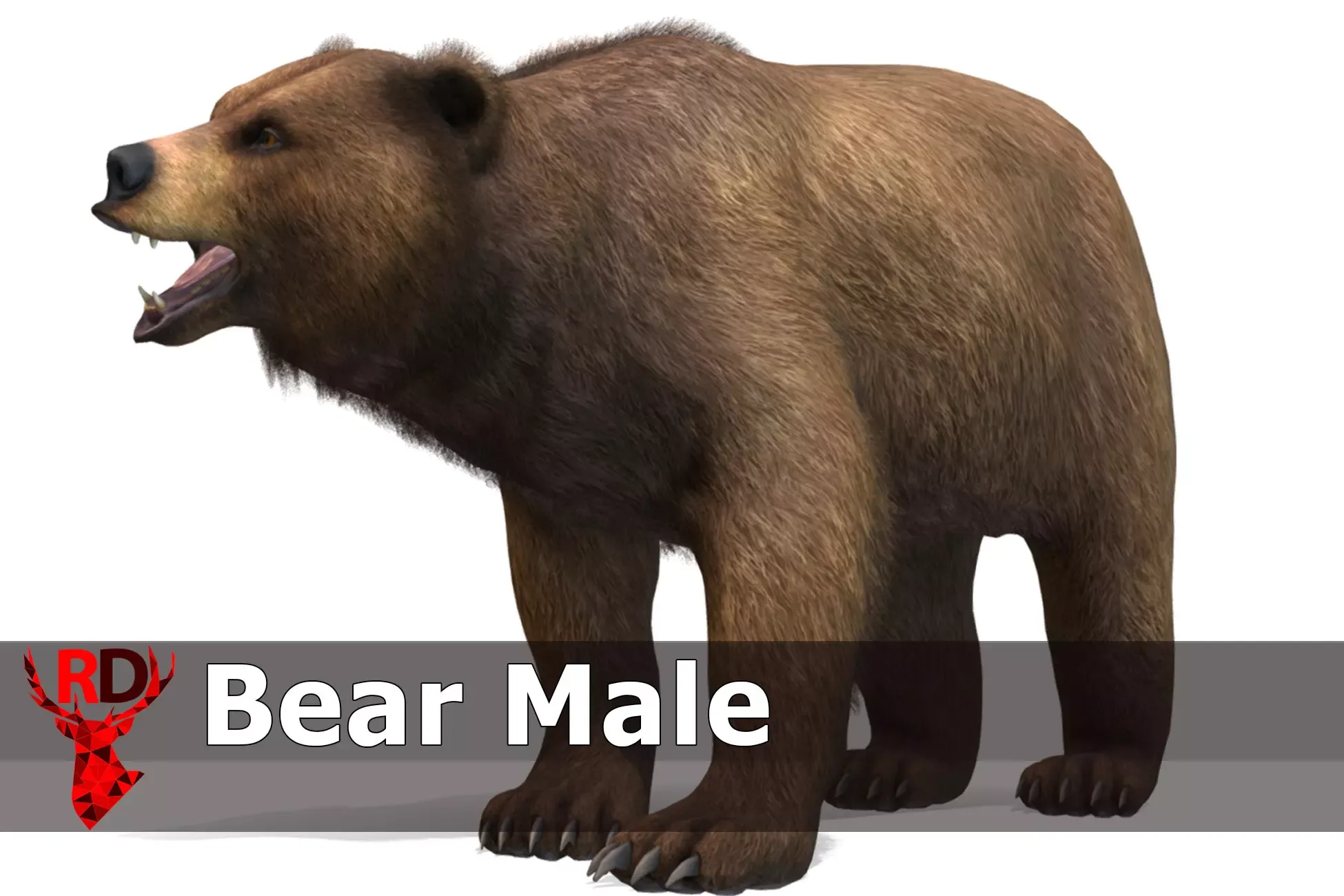 Bear - Male