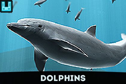 Dolphins