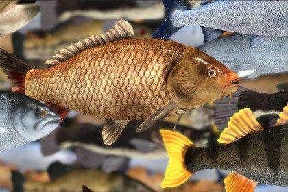 Freshwater Fish Collection